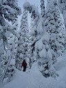 Guide in Trees