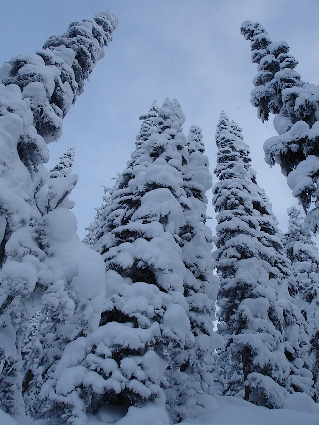 Scenic Trees