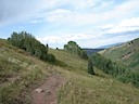 Green Aspens