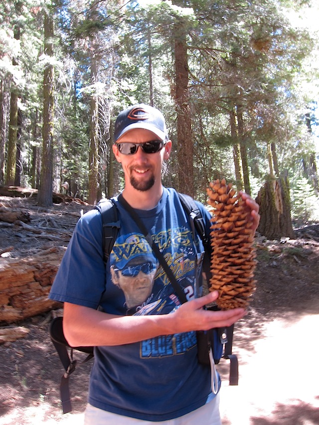 Pine Cone