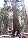 California Tunnel Tree